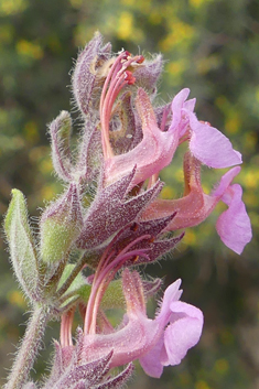 Spreading Germander