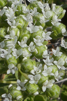 Greek Oregano