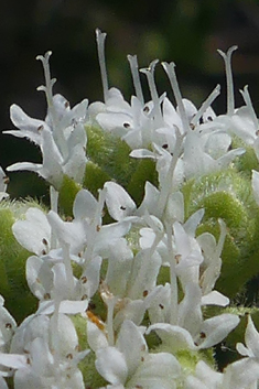 Greek Oregano