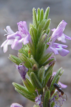 <i>Micromeria juliana</i>