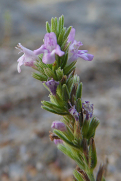 <i>Micromeria juliana</i>