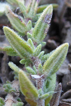 <i>Micromeria juliana</i>