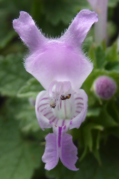 Large Dead-nettle