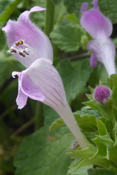 Large Dead-nettle