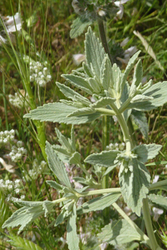 Spreading Horehound