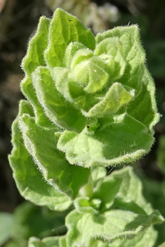 Greek Oregano