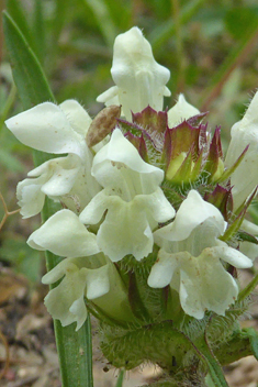 Cut-leaved Self-heal