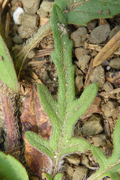 Cut-leaved Self-heal