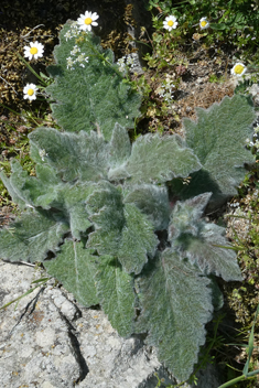 Silver Sage