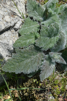 Silver Sage