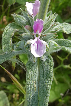 Cretan Woundwort