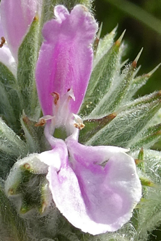 Cretan Woundwort