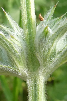 Cretan Woundwort