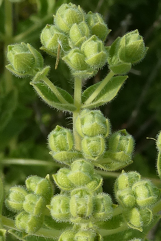 Greek Oregano