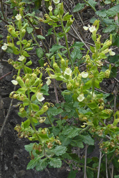 Yellow Germander