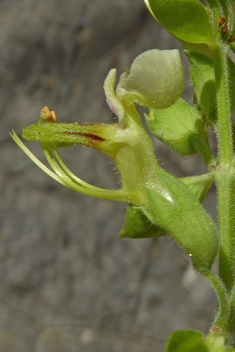 Yellow Germander