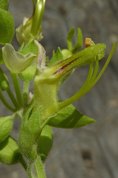 Yellow Germander