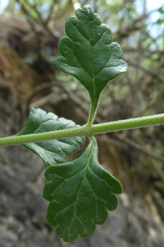 Yellow Germander