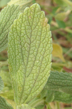 Spreading Horehound