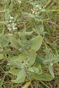 Spreading Horehound