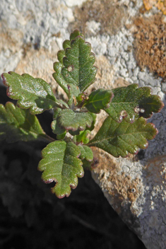 Spreading Germander