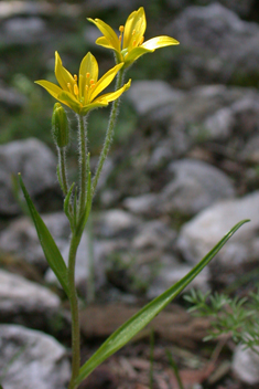 Long-stalked Star-of-Bethlehem