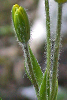 Long-stalked Star-of-Bethlehem