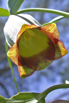 Pontic Fritillary