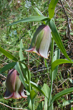 Pontic Fritillary