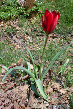 Balkan Tulip
