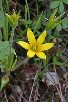 Long-stalked Star-of-Bethlehem