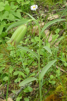 Pontic Fritillary