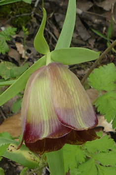 Pontic Fritillary