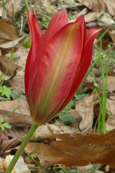 Balkan Tulip