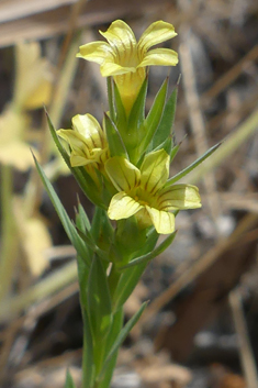 Upright Yellow Flax