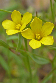 Smooth Yellow Flax