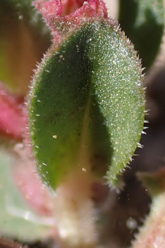 Broad-leaved Water-purslane
