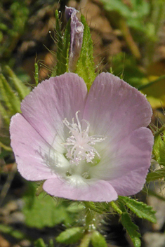 Rough Mallow