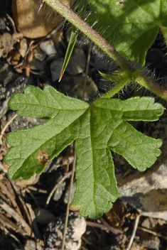 Rough Mallow