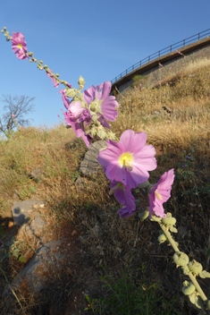 Pale Hollyhock