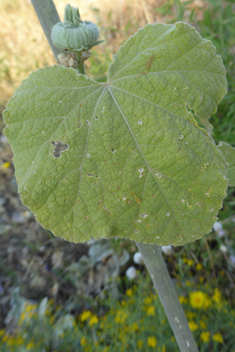 Pale Hollyhock