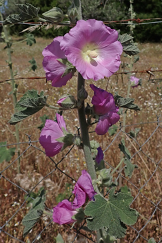 Pale Hollyhock