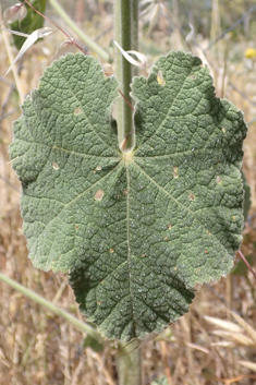 Pale Hollyhock