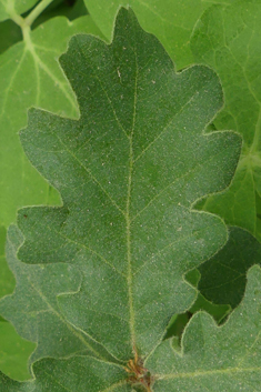 Downy Oak