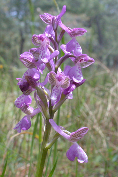 Eastern Green-winged Orchid