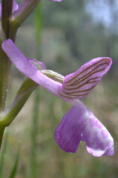 Eastern Green-winged Orchid