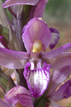 Violet Bird's-nest Orchid