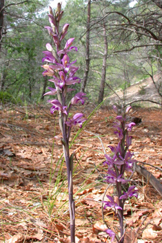 Violet Bird's-nest Orchid