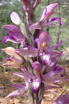 Violet Bird's-nest Orchid