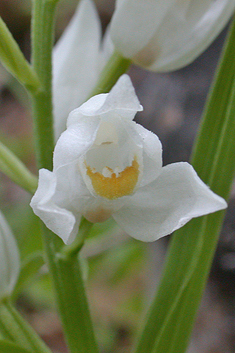 Narrow-leaved Helleborine